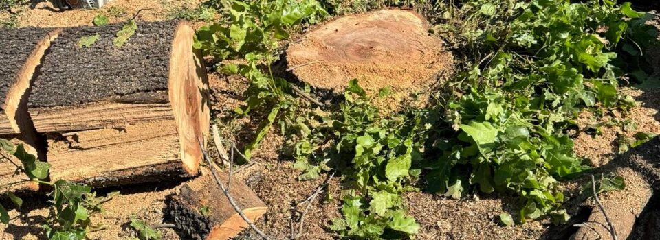 brave tree services llc (11)