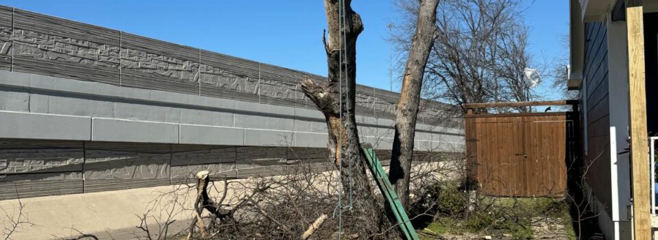 brave tree services llc (4)